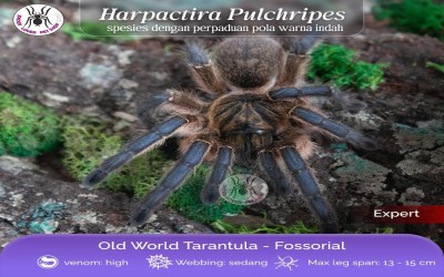Tarantula Harpactira pulchripes / Golden Blue Leg Baboon / Golden Blue Baboon / Blue Leg Baboon / Golden Blue Leg Tarantula / Pulchripes Baboon - Sling